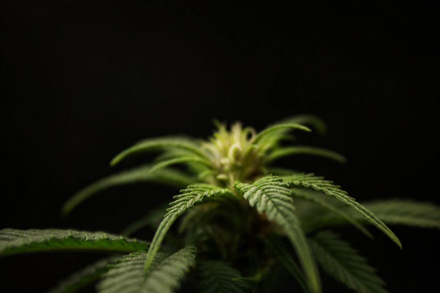 Cannabis plant